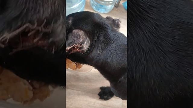 Кане Корсо 2.5 месяца кормление. смотреть онлайн