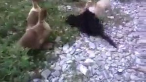 Котёнок и утка дерутся