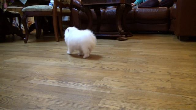 Имя щенка: Маэльма-Вайт от Панды Шарм смотреть онлайн