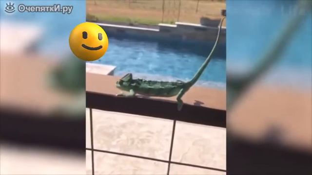 смешная подборка видео про животных котов собак людей прикол новинка смотреть онлайн