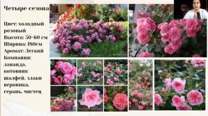 4 красивые и надёжные почвопокровные розы для переднего плана