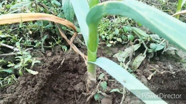 Чеснок сорт "Любаша"/аномальный экземпляр! смотреть онлайн