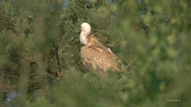 Griffon Vulture | sup bělohlavý | Gyps fulvus смотреть онлайн