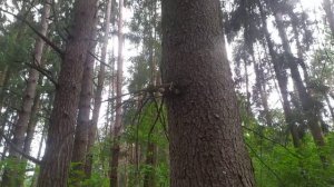Деревья Беларусь