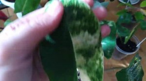 Комнатные цветы . Обзор моих любимых филодендронов.