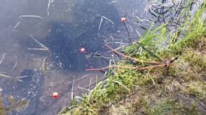 Как поймать больше всех карпов и сазанов. Секреты карповой ловли. Финал карповой лиги KCL.Карпфишин