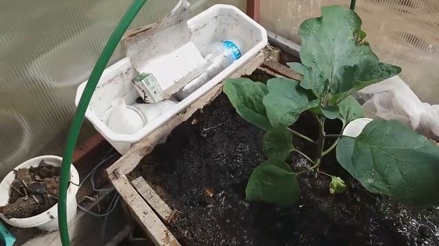 КОГДА СЕЯТЬ БАКЛАЖАНЫ и как ВЫРАЩИВАТЬ в Ленинградской области