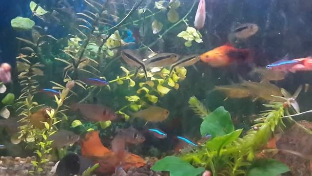 Жемчужные гурами, красные неоны, данио рерио. смотреть онлайн