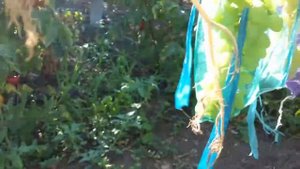 Сорт винограда Ландыш