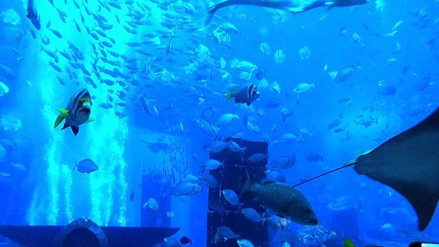 Dubai , Palm Jumeirah , Atlantis Hotel смотреть онлайн