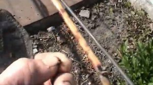 Укрывной виноград надо укрывать