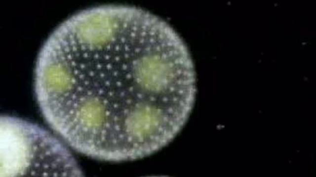 Omycetes Water Mold смотреть онлайн