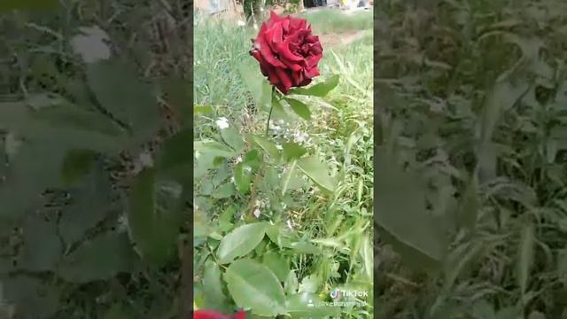 Роза Crisler Imperial. Роза Крайслер Империал. Crisler Imperial rose