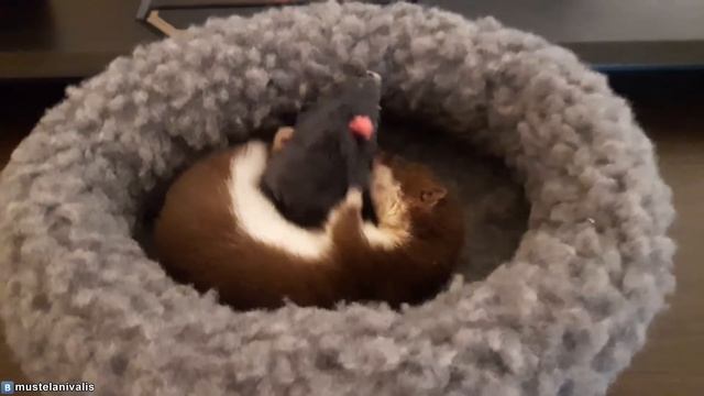 Детёныш ласки - Sweet baby weasel(Mustela nivalis)