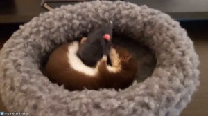 Детёныш ласки - Sweet baby weasel(Mustela nivalis)