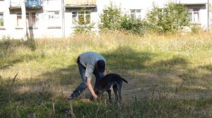 Дрессировка дратхаара Рича. Апортирование поносок