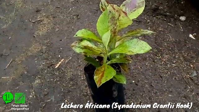 Lechero Africano (Synadenium Grantii Hook) смотреть онлайн