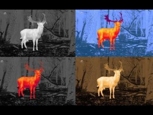 Тепловизор Pulsar Helion в деле