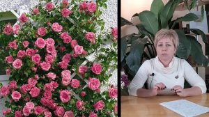 ОБЯЗАТЕЛЬНО ПОСАДИТЕ ПЛЕТИСТЫЕ РОЗЫ!!! ТОП 10 ЛУЧШИХ СОРТОВ