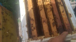 ‼️Классный расплод маток породы Карника