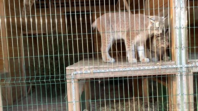 РЫСИ ЗАХОТЕЛИ ЛАСКИ / Большие кошки охотятся на ребенка смотреть онлайн