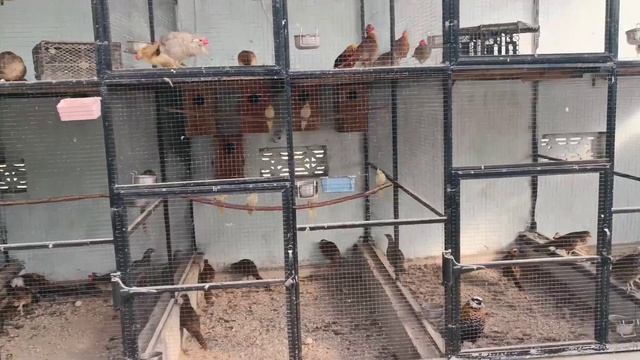 Pheasants Parrots & Peacocks Same Place Breeding Setup || Green java смотреть онлайн