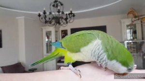 ПОПУГАИ МОНАХИ ЛЕТАЮТ, ИГРАЮТ И БАЛУЮТСЯ. БОНИ МЕНЯЕТ ПРАВИЛА. ПРИРУЧЕНИЕ К РУКАМ.