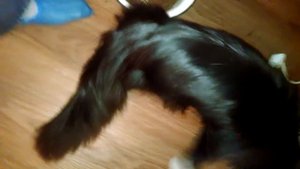 Выбираем роскошного котенка Мейн-куна или Best kitty Maine Coon