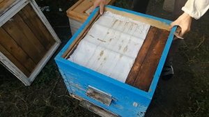 Сборка гнезда пчёл в зиму при наличии расплода.