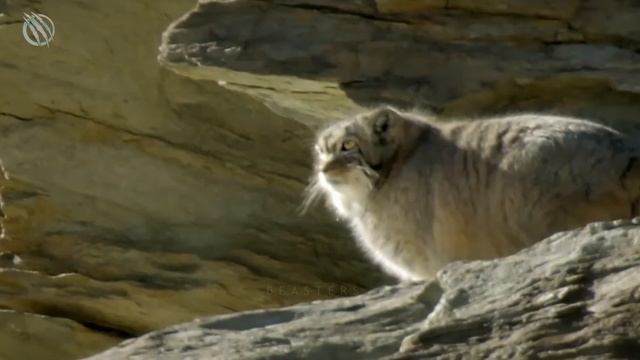 PALLAS'S CAT aka MANUL ─ World's Rarest, Most Temperamental Grumpy Cat смотреть онлайн