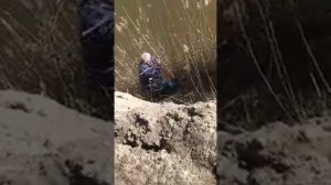 Рыбалка на сома. Кума река. Сомик на 2 кг