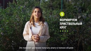 Как посадить голубику? Как правильно посадить голубику на садовом участке?