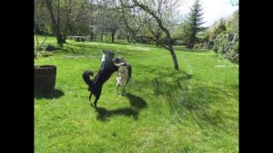 Вчера Весна Дордонь Франция ! Spring in Dordogne yersterday!