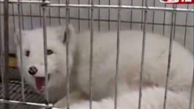 Женщина покупает щенка японского шпица, когда собачка подрастает она сознаёт, что это даже не собак