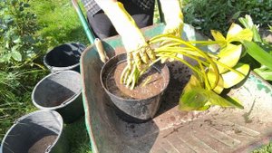 Деление нимфеи | водяной лилии