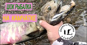 рыбалка на реке Паратунка! камчатка! 23.08.22