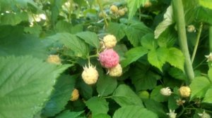 Малина Глен Кое, начало плодоношения 3 летнего куста,4.07.2023