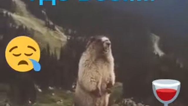 Смешной горный бобёр смотреть онлайн