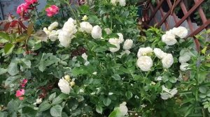 РОЗЫ ШРАБЫ ЛУЧШИЕ МОЕГО САДА.