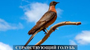 Красная книга России.