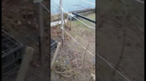 Обрезка и укрытие винограда на зиму. #виноград #обрезкавинограда #укрытиевинограда #осенняяобрезка