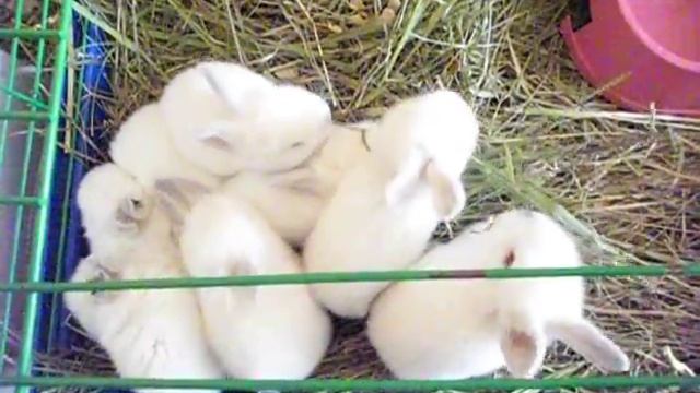 Крольчата-малыши, три недели от роду:) смотреть онлайн