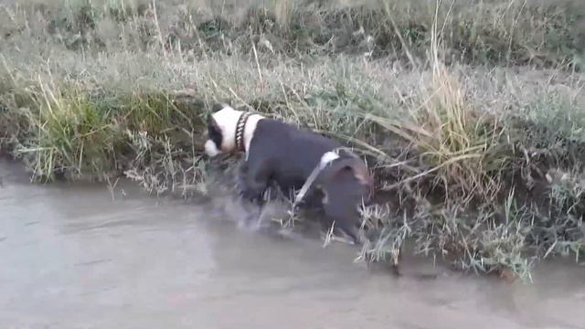 Амстафф и его энергия смотреть онлайн