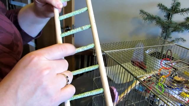 Уход за попугаями. Советы ветеринара. смотреть онлайн