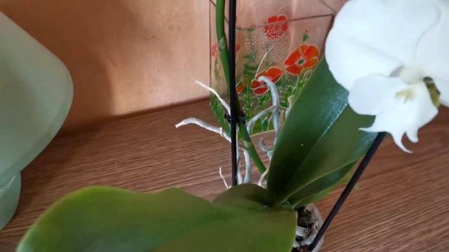 СТАРОЕ НОВОЕ ХОББИ.СТРЕПТОКАРПУС смотреть онлайн