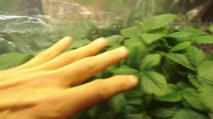 ВЫРАЩИВАНИЕ КЛУБНИКИ ЗИМОЙ В ДОМЕ. Часть 4. GROWING STRAWBERRIES IN THE WINTER IN THE HOUSE. Part 4