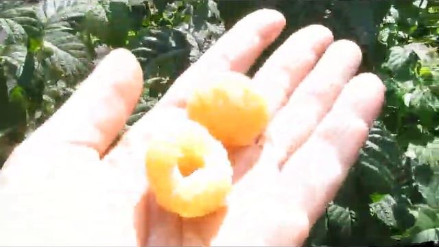 Гудесголд - новый сорт желтой малины смотреть онлайн