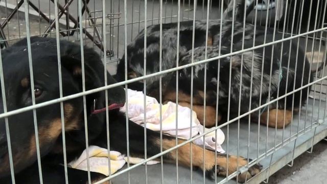Собачий рынок. Староконный рынок. Одесса. Продажа собак. Собака. Животные. Птичий рынок. VLOG DOG.