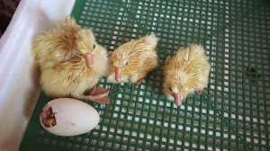 Вывод гусят. Обзор инкубатора.