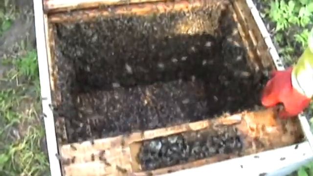 Пчелка или как получают мед. 2009.avi смотреть онлайн